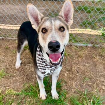 Oakley -  Shepherd Dog for Adoption in Pittsburgh, Pennsylvania - Oakley | PetCurious