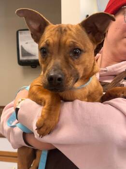 Terrier Dogs Available for Adoption - Ursa | PetCurious