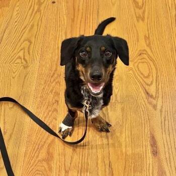 CREW -  Dachshund Dog for Adoption in Waterford, New Jersey - CREW | PetCurious