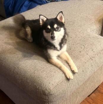 Luna -  Pomeranian and Siberian Husky Dog for Adoption in Hortense, Georgia - Luna | PetCurious