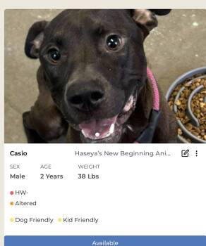 Rescue Mixed Breed Dogs for Adoption in Rayne, Louisiana - Casio | PetCurious