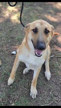 Zach -  Anatolian Shepherd Dog for Adoption - Zach | PetCurious