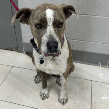 Catahoula Leopard Dog Dogs Available for Adoption - Mamie | PetCurious
