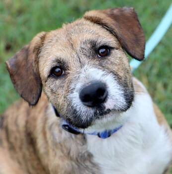 Elmer Fudd (AO37711) -  Wirehaired Terrier Dog for Adoption in Kansas City, Kansas - Elmer Fudd (AO37711) | PetCurious