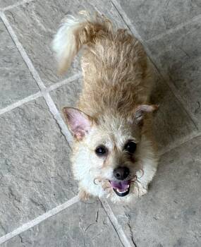 Rescue Yorkshire Terrier and Maltese Dogs for Adoption in Elk Grove, California - Roxie | PetCurious