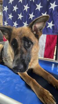 Sophie 7563 -  German Shepherd Dog Dog for Adoption in Centreville, Virginia - Sophie 7563 | PetCurious