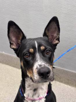 PINK LADY -  German Shepherd Dog and Mixed Breed Dog for Adoption in Las Vegas, Nevada - PINK LADY | PetCurious