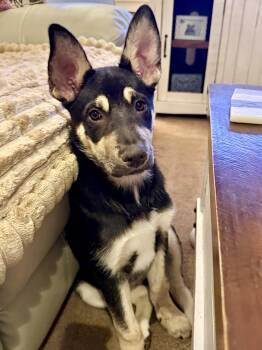 Labrador Retriever and German Shepherd Dog Dogs Available for Adoption - Stella~ Intelligent And Snuggly | PetCurious