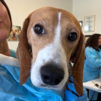Beagle Dogs Available for Adoption in Nashville, Tennessee - Marlin | PetCurious