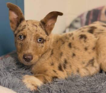 Australian Shepherd Dogs Available for Adoption in West Falls, New York - Angel | PetCurious