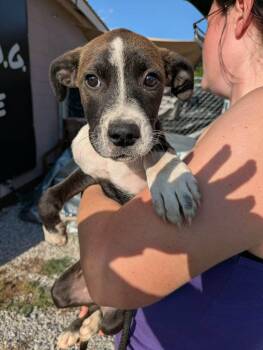 Aliza -  Mixed Breed Dog for Adoption in Huntsville, Alabama - Aliza | PetCurious