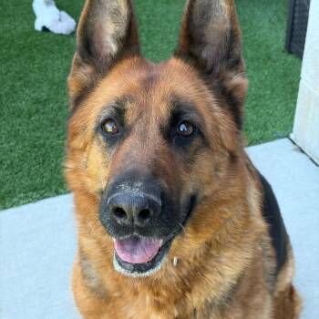 German Shepherd Dog Dogs Available for Adoption in Matteson, Illinois - Elodie | PetCurious