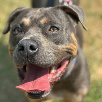 Rescue Terrier and Mixed Breed Dogs for Adoption in Marshall, Texas - Meatloaf | PetCurious