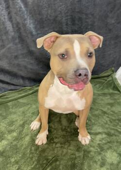 Rescue Pit Bull Terrier Dogs for Adoption in Lacon, Illinois - Atlas | PetCurious