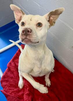 Crystal -  Terrier Dog for Adoption in Lancaster, South Carolina - Crystal | PetCurious