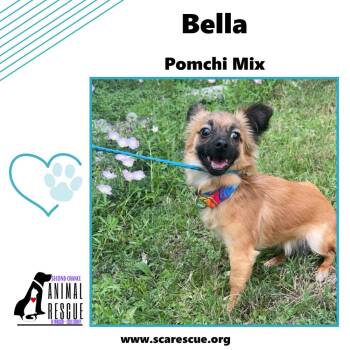 Bella -  Pomeranian and Chihuahua Dog for Adoption in Windsor, Ontario - Bella | PetCurious