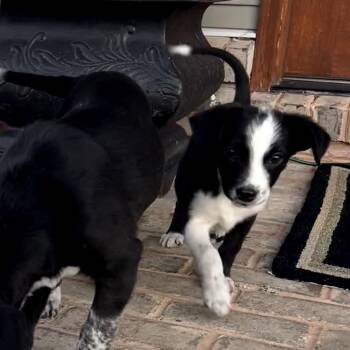 Chihuahua and Cattle Dog Dogs Available for Adoption - Glinda | PetCurious