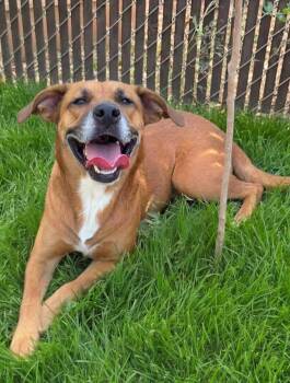 Lola -  Black Mouth Cur and Terrier Dog for Adoption in Fairfield, Connecticut - Lola | PetCurious