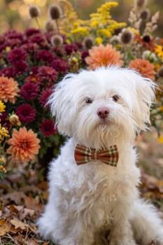 FLORENCE -  Maltese and Mixed Breed Dog for Adoption in Belleville, Illinois - FLORENCE | PetCurious