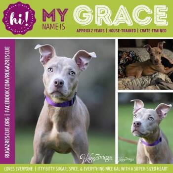Grace -  Pit Bull Terrier Dog for Adoption in NEW PT RICHEY, Florida - Grace | PetCurious
