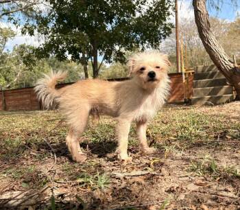 Rescue Cairn Terrier and Chinese Crested Dog Dogs for Adoption in Shepherd, Texas - Sweet Sam | PetCurious