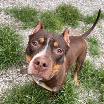 Ruby -  Mixed Breed Dog for Adoption in Fairport, New York - Ruby | PetCurious