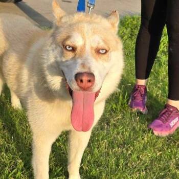 Rescue Husky Dogs for Adoption in Wichita, Kansas - Parker | PetCurious