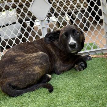Kira Finster -  Pit Bull Terrier and American Foxhound Dog for Adoption in Manchester, Pennsylvania - Kira Finster | PetCurious