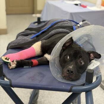 Oreo McFlurry -  Mixed Breed Dog for Adoption in Loxahatchee Groves, Florida - Oreo McFlurry | PetCurious