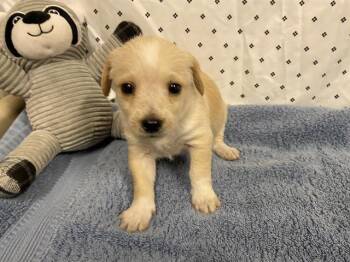 Chihuahua and Mixed Breed Dogs Available for Adoption in Modesto, California - A609900 | PetCurious