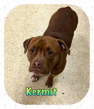 Kermit -  Terrier Dog for Adoption in Muncie, Indiana - Kermit | PetCurious