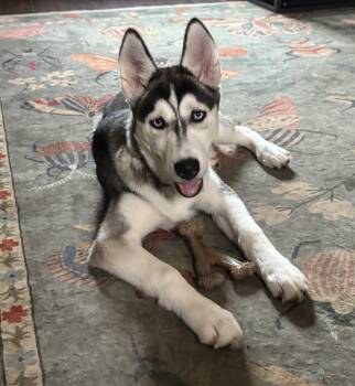 Alaska -  Siberian Husky Dog for Adoption in York, Pennsylvania - Alaska | PetCurious