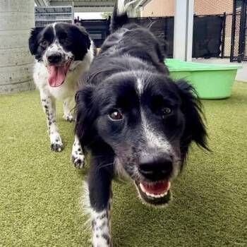 Odie -  Border Collie and English Shepherd Dog for Adoption - Odie | PetCurious