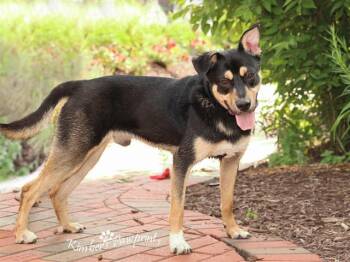 DUNE -  German Shepherd Dog and Mixed Breed Dog for Adoption in Omaha, Nebraska - DUNE | PetCurious