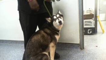 Siberian Husky Dogs Available for Adoption - WINNIE | PetCurious