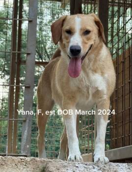 Yana -  Yellow Labrador Retriever and Mixed Breed Dog for Adoption in Shrewsbury, Massachusetts - Yana | PetCurious
