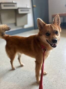Ricky Ricardo -  Pomeranian and Chihuahua Dog for Adoption in Raleigh, North Carolina - Ricky Ricardo | PetCurious