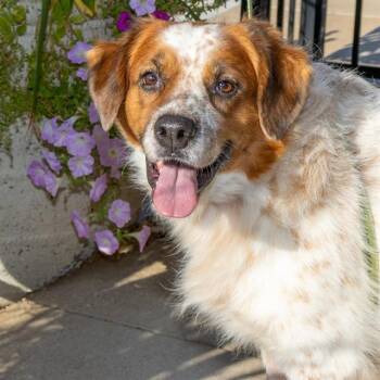 SHANNON -  Australian Cattle Dog Blue Heeler and Mixed Breed Dog for Adoption in St. Louis, Missouri - SHANNON | PetCurious