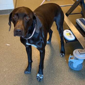 German Shorthaired Pointer Dogs Available for Adoption - JoJo - Coming Soon! | PetCurious