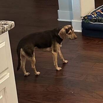 Mixed Breed Dogs Available for Adoption in Bentonville, Arkansas - Chewy | PetCurious