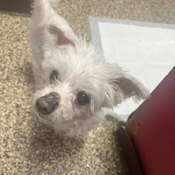 Maltese Dogs Available for Adoption in Uniontown, Pennsylvania - Scrappy | PetCurious