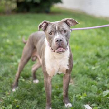 Rescue Pit Bull Terrier Dogs for Adoption in Newark, New Jersey - Gustavo | PetCurious