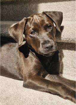 Holly -  Labrador Retriever and Hound Dog for Adoption in Denver, Colorado - Holly | PetCurious