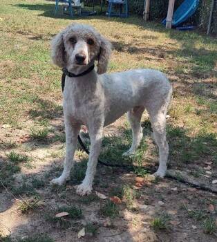 Archer -  Poodle Dog for Adoption in Middle Township, New Jersey - Archer | PetCurious