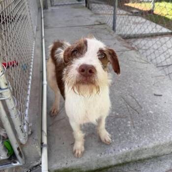 Bronco -  Terrier Dog for Adoption in Wilmington, North Carolina - Bronco | PetCurious