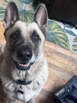 Cody -  German Shepherd Dog Dog for Adoption in Denver, Colorado - Cody | PetCurious