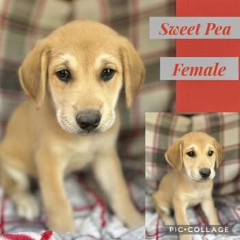 Labrador Retriever Dogs Available for Adoption in Manchester, Connecticut - Sweet Pea 1 | PetCurious