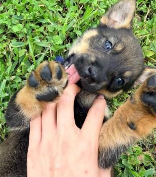 German Shepherd Dog Dogs Available for Adoption in Brewster, New York - Axel Rose (Rock Star Litter) | PetCurious
