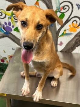 Rescue Border Collie Dogs for Adoption in Brookhaven, Mississippi - Fisher 25 | PetCurious