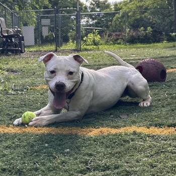 Venus -  Mixed Breed Dog for Adoption in Oak Park, Illinois - Venus | PetCurious